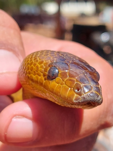 Woma Python sighting