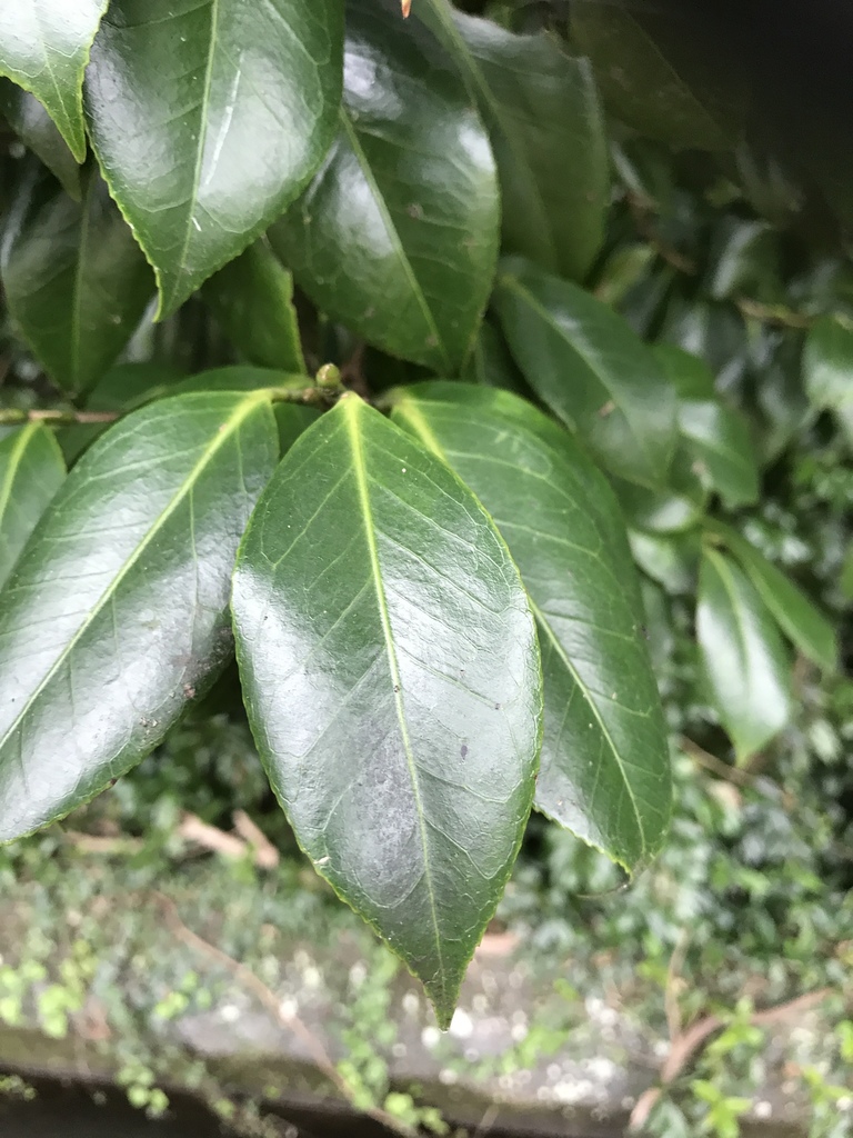 Camélia Japonesa (Camellia japonica) · BioDiversity4All