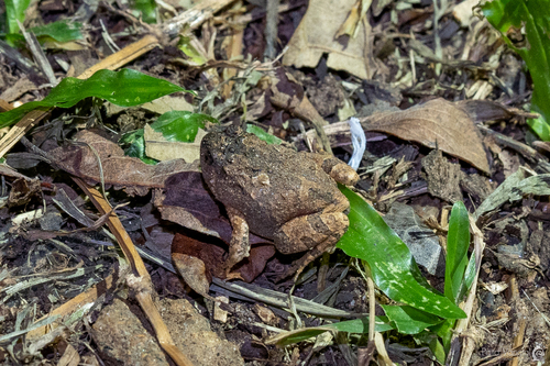 Burmese Squat Frog
