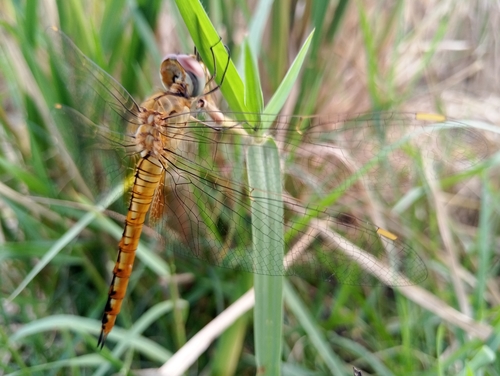 Wandering Glider