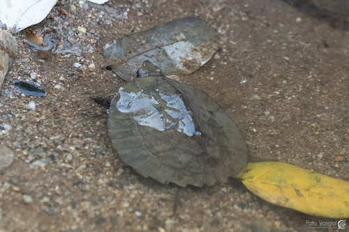 Oldham’s Leaf Turtle
