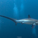 Pelagic Thresher Shark - Photo (c) Jenvit Seriburi, all rights reserved, uploaded by Jenvit Seriburi