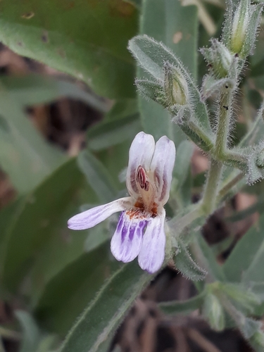 Genus Duosperma · iNaturalist