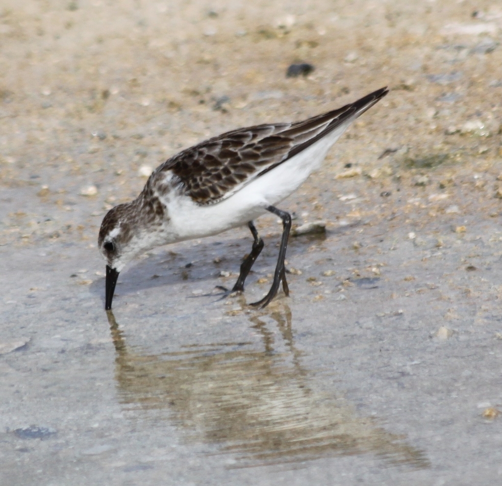 Little Stint (Birds of the British Indian Ocean Territory ) · iNaturalist