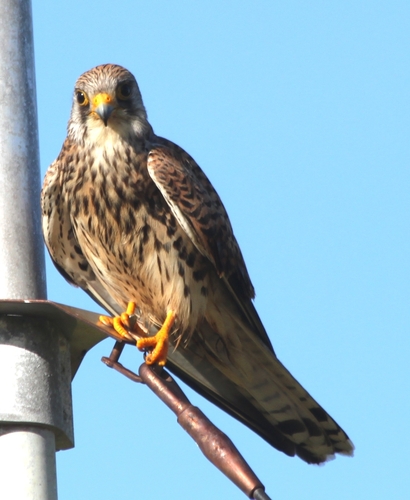 Lesser Kestrel (Birds of the British Indian Ocean Territory ) · iNaturalist