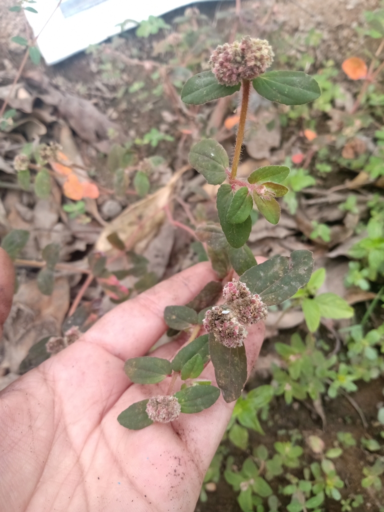 Florida Hammock Sandmat from 15200, Peru on February 20, 2023 at 1025