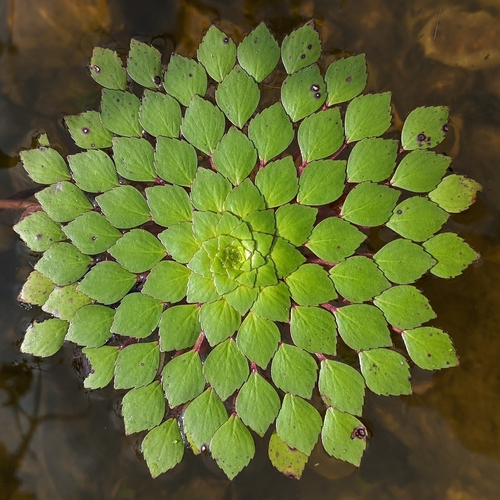 Mosaic Plant