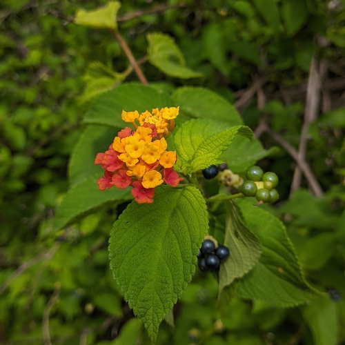 common lantana