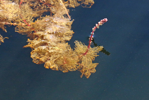 Eurasian water-milfoil