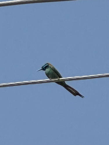 Arabian Green Bee-eater