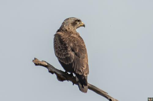 Western Banded Snake-Eagle