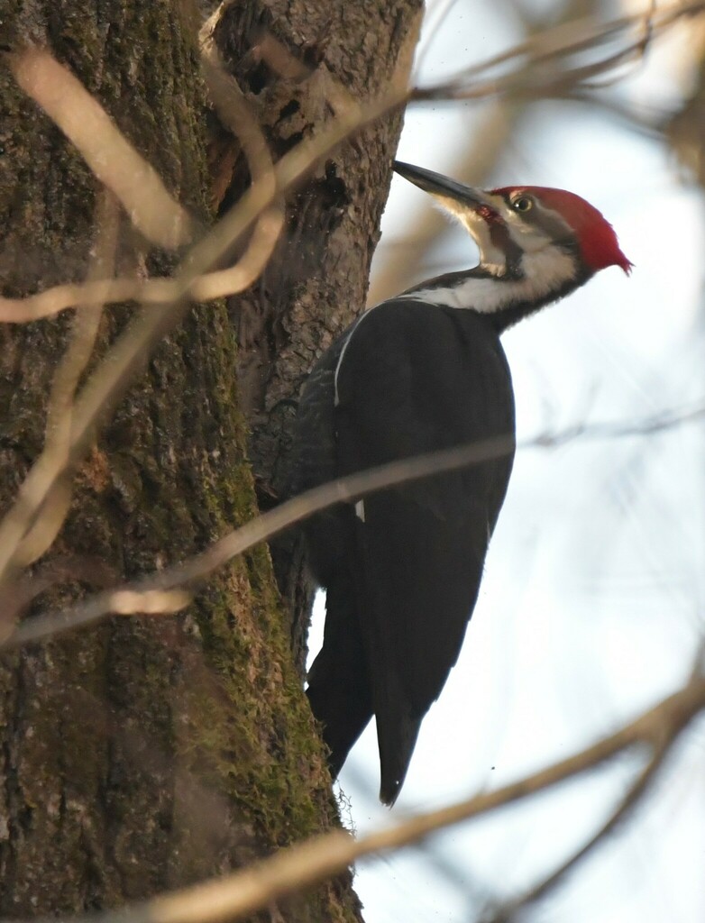 Pileated Woodpecker from 1306 Bath Rd, Bristol, PA 19007, USA on ...