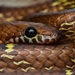 Russell's Wolf Snake - Photo (c) Ajith Padiyar, all rights reserved, uploaded by Ajith Padiyar
