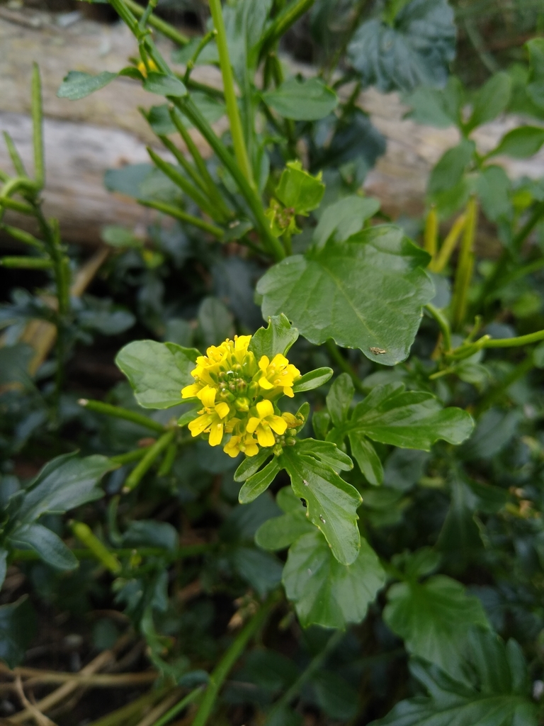 bitter wintercress from GROW Speke on October 3, 2022 at 1229 PM by