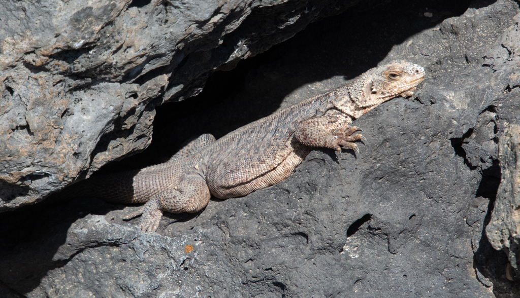 Monserrat Chuckwalla from Loreto Municipality, BCS, Mexico on February ...