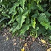 Philodendron nadruzianum - Photo (c) Melissa Ceylan Wood, όλα τα δικαιώματα διατηρούνται, uploaded by Melissa Ceylan Wood