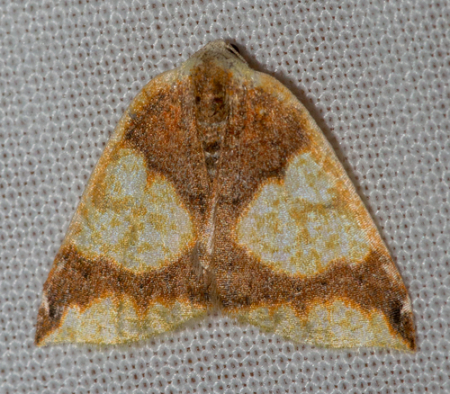 Perusia praecisaria · iNaturalist