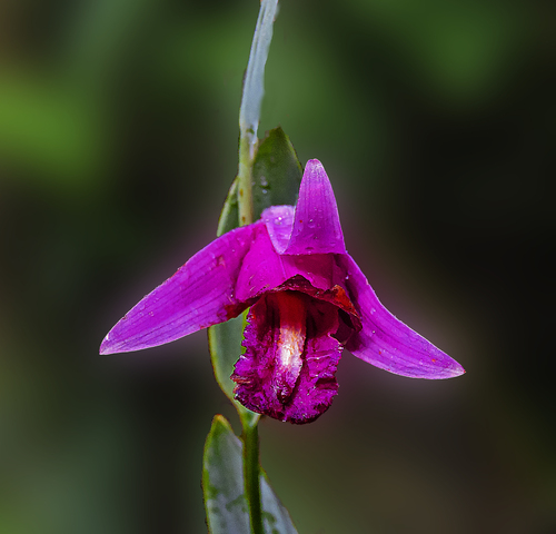 Cleistes speciosa