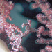 Observation photo