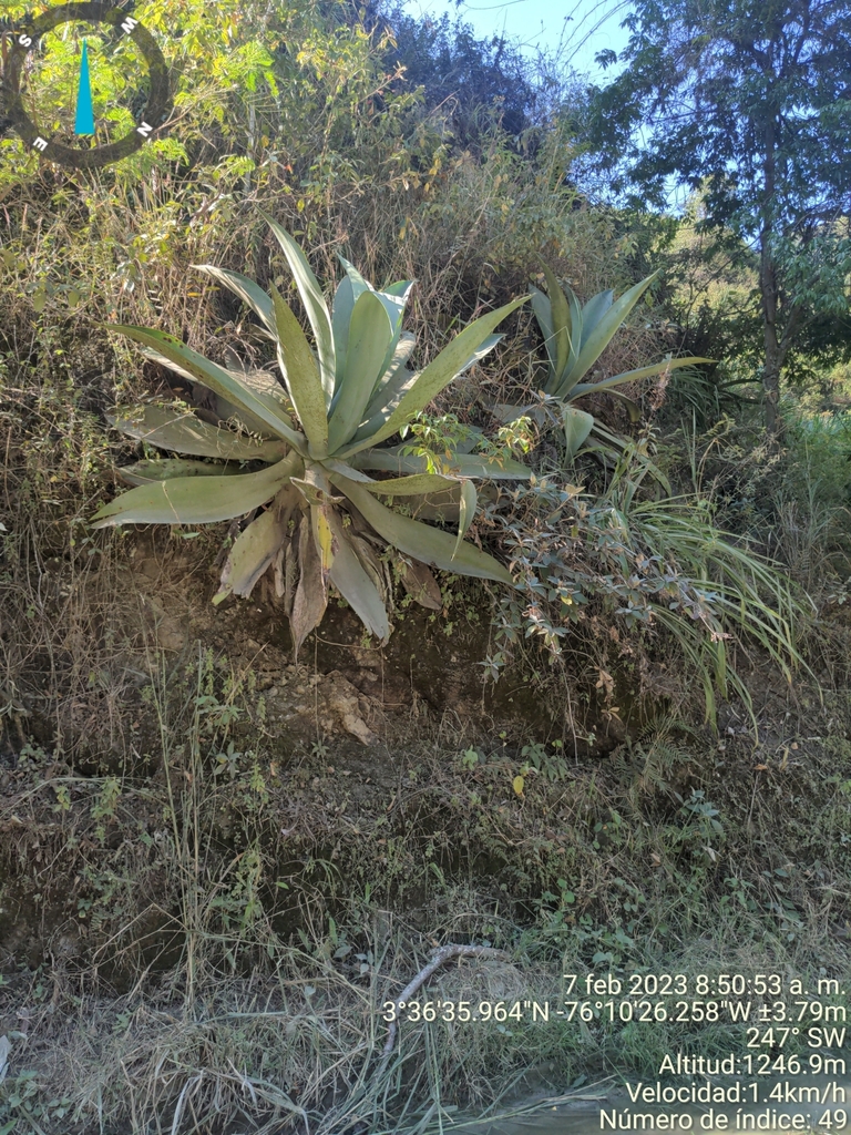 Agave wallisii