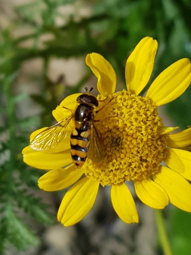Broad-banded Aphideater