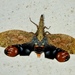 Saw-nosed Planthopper - Photo (c) rdwilcox51, all rights reserved, uploaded by rdwilcox51