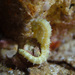 Observation photo