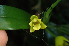 Image of Maxillaria diuturna