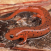 Mud Salamander - Photo (c) Jake Scott, all rights reserved, uploaded by Jake Scott