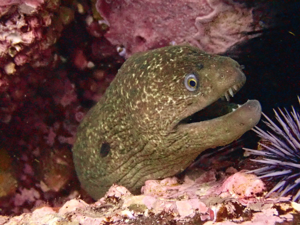 Moray Eel
