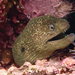 California Moray - Photo (c) miguelbracamontes, all rights reserved