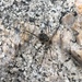 Mitopus glacialis - Photo (c) woodecology, todos los derechos reservados