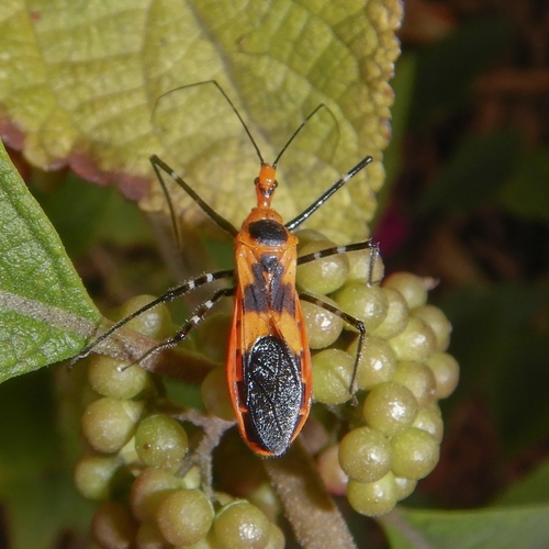 Milkweed Assassin Bug