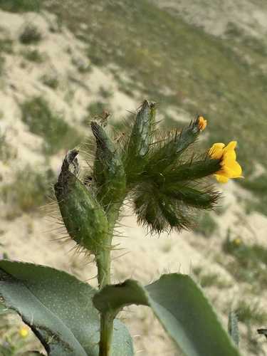 Amsinckia vernicosa var. vernicosa