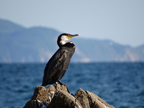 Japanese Cormorant