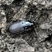 Pterostichus permundus - Photo (c) James Trager, all rights reserved, uploaded by James Trager