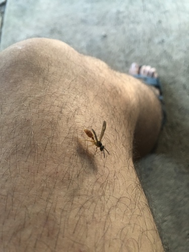 Agelaia centralis image