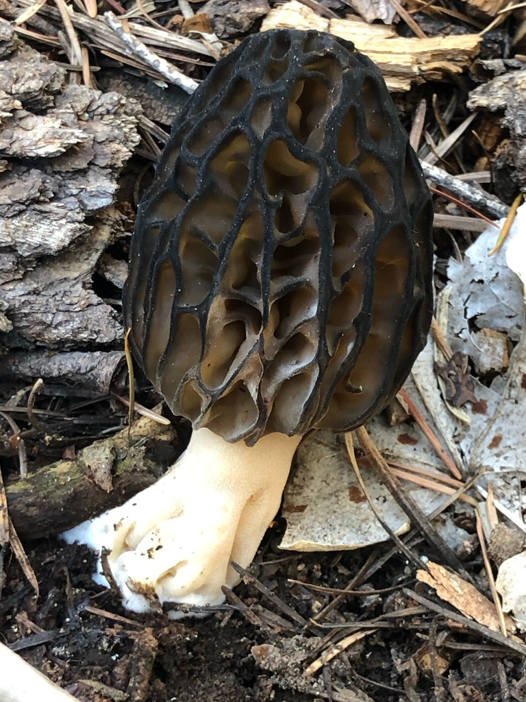 Black Morels from Coconino National Forest, Happy Jack, AZ, US on May 01, 2020 at 1217 PM by