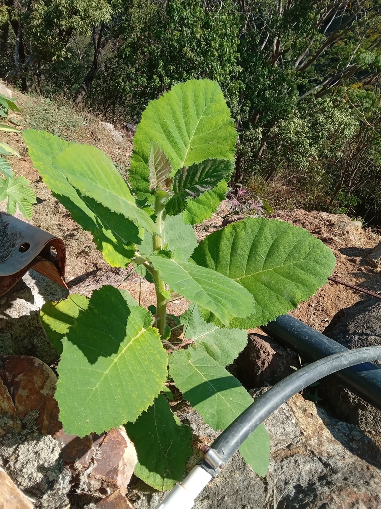 fiberglass plant from 46995 Jal., México on February 6, 2023 at 0950