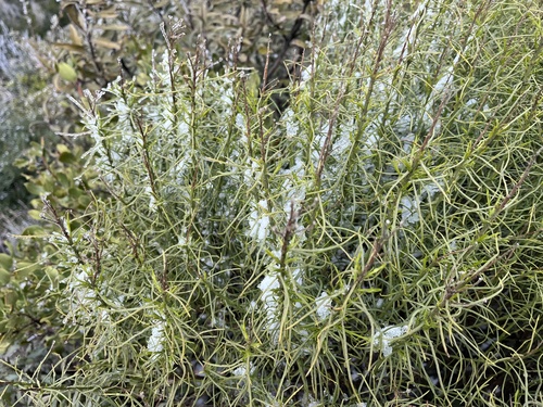 Goldenfleece foliage