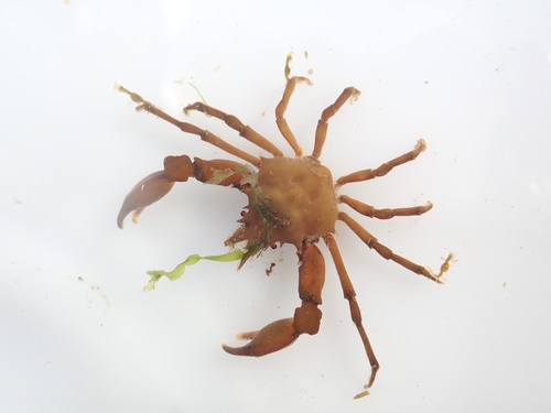 Scyra quadridens
