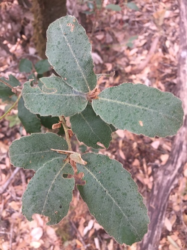iNaturalist observation photo of Plants