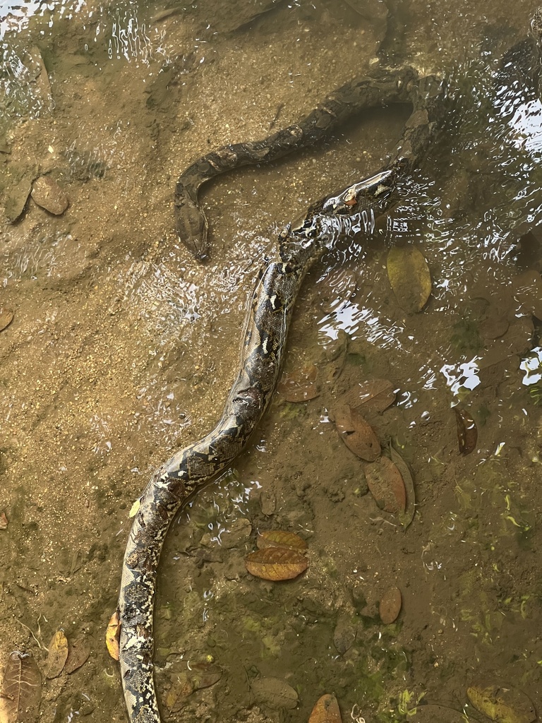 Reticulated Python from Penang Botanic Gardens, Ayer Itam, Penang, MY ...