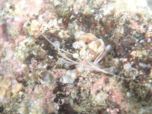 Hydrocoryne miurensis