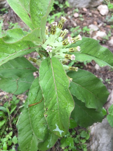 Photos of Zizotes milkweed (Asclepias oenotheroides) · iNaturalist