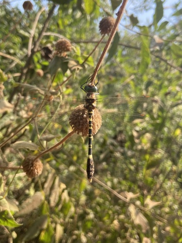 Phyllomacromia pseudafricana