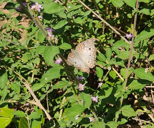 White Peacock