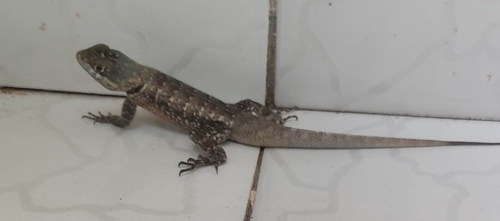 Peters' Lava Lizard