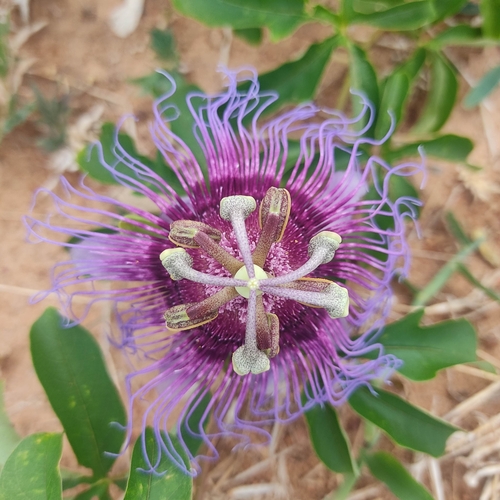 crato passionvine