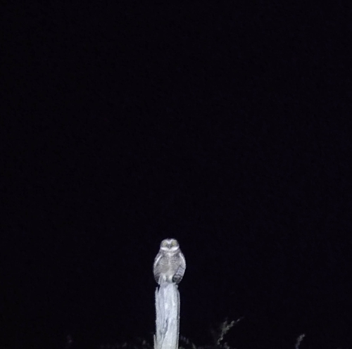 Burrowing Owl
